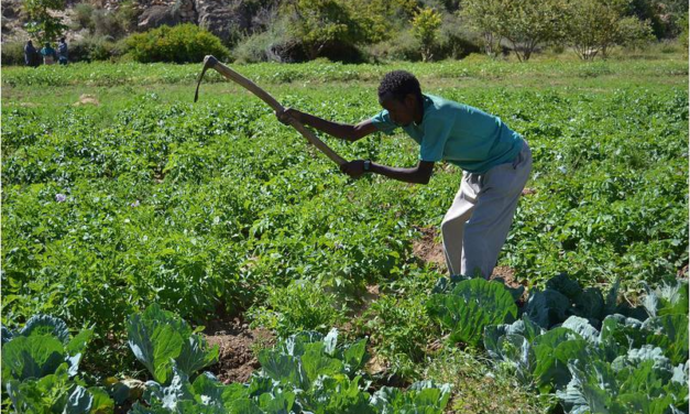 Negative Effects of Ethiopian Agricultural Imports on Local Somaliland Farmers